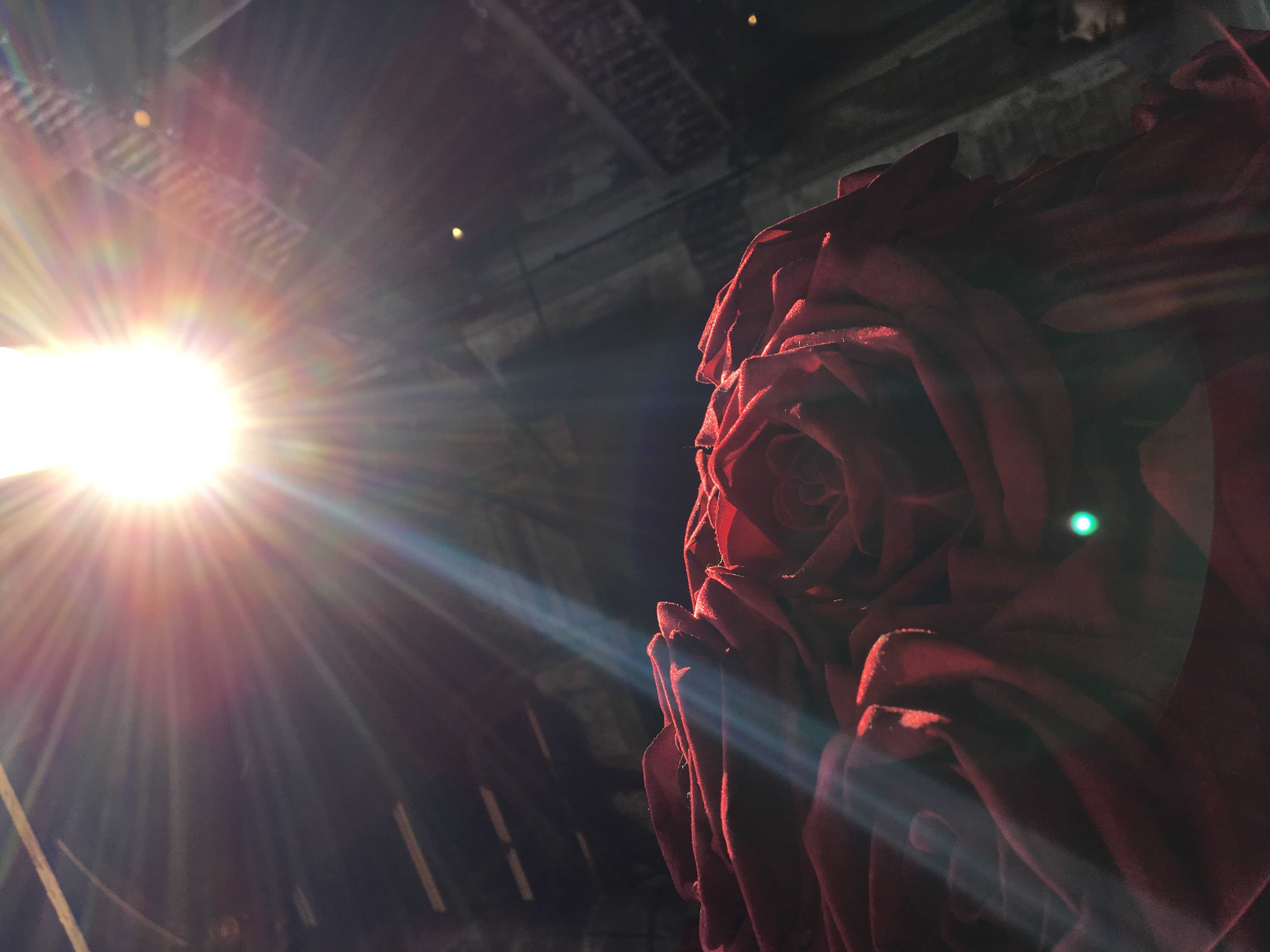 Red roses under a starburst light